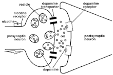 Nicotine increases dopamine release in a synapse Nicotine increases dopamine release in a synapse.gif