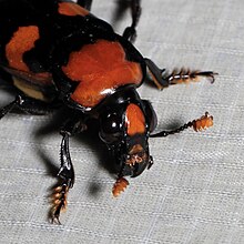 Orange marking on clypeus is small and triangular in females Nicrophorus americanus, American Burying Beetle (female) -- frontal view.jpg