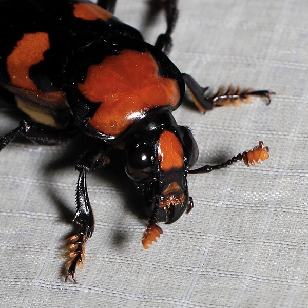 File:Nicrophorus americanus, American Burying Beetle (female) — frontal view.jpg