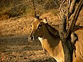Nilgauantilope im Gir-Nationalpark