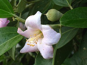 Pale flower