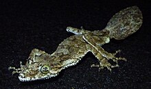 Солтүстік жапырақты құйрықты Gecko.jpg