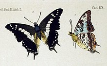 NovaraExpZoologischeTheilLepidopteraatlastaf59, Charaxes achaemenes.jpg