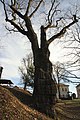 Čeština: Dub letní, (Quercus robur), památný strom č. 103183 dle AOPK na zahradě mateřské školy v Nových Hradech, okres České Budějovice. English: Oak tree (Quercus robur), famous tree in Nové Hrady, České Budějovice District, South Bohemian Region, Czechia.