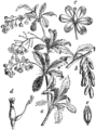 Berberis vulgaris Česmin (as syn. Bérberis vulgáris) plate 492 in: Martin Cilenšek: Naše škodljive rastline Celovec (1892)