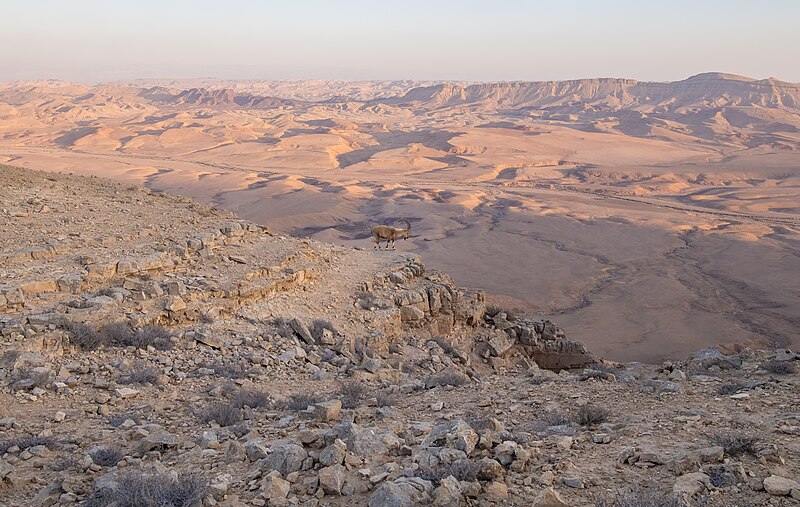 File:Nubian ibex at Makhtesh Ramon (40627).jpg