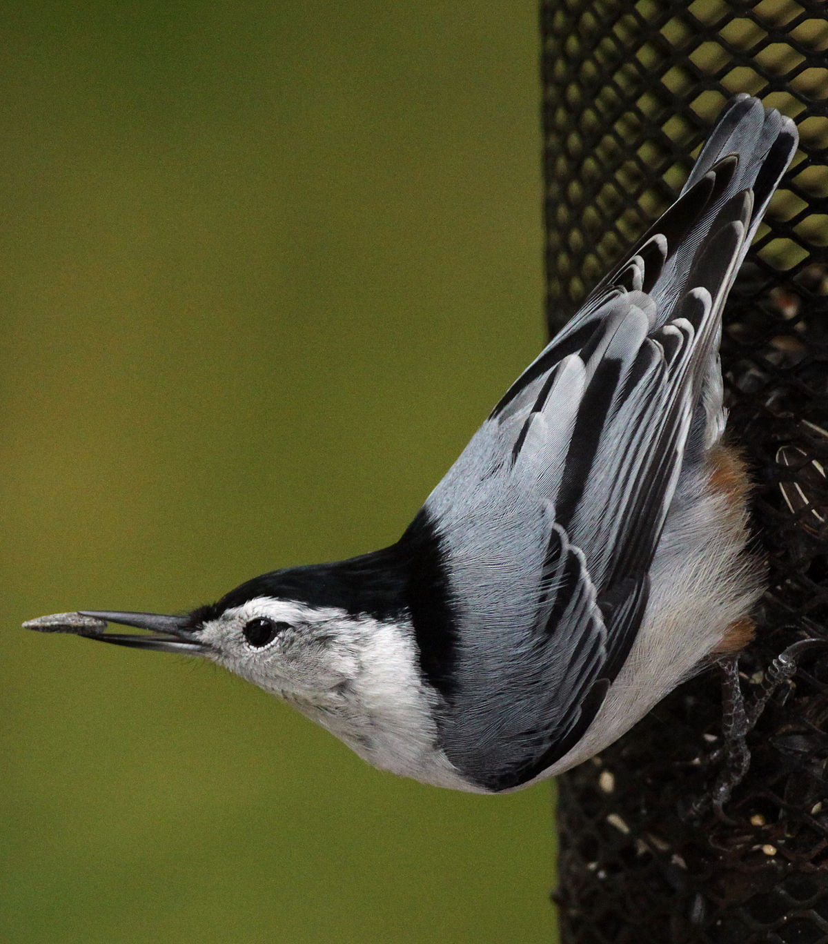 Sitta Carolinensis Wikipedia La Enciclopedia Libre