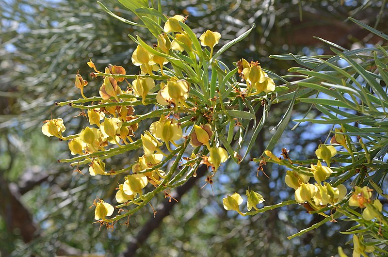 File:Nuytsia floribunda MRDonald Nuytsia floribunda MRDonald DSC 4214 (23847113204).jpg