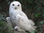 Nyctea-scandiaca-snowy-owl-0a.jpg