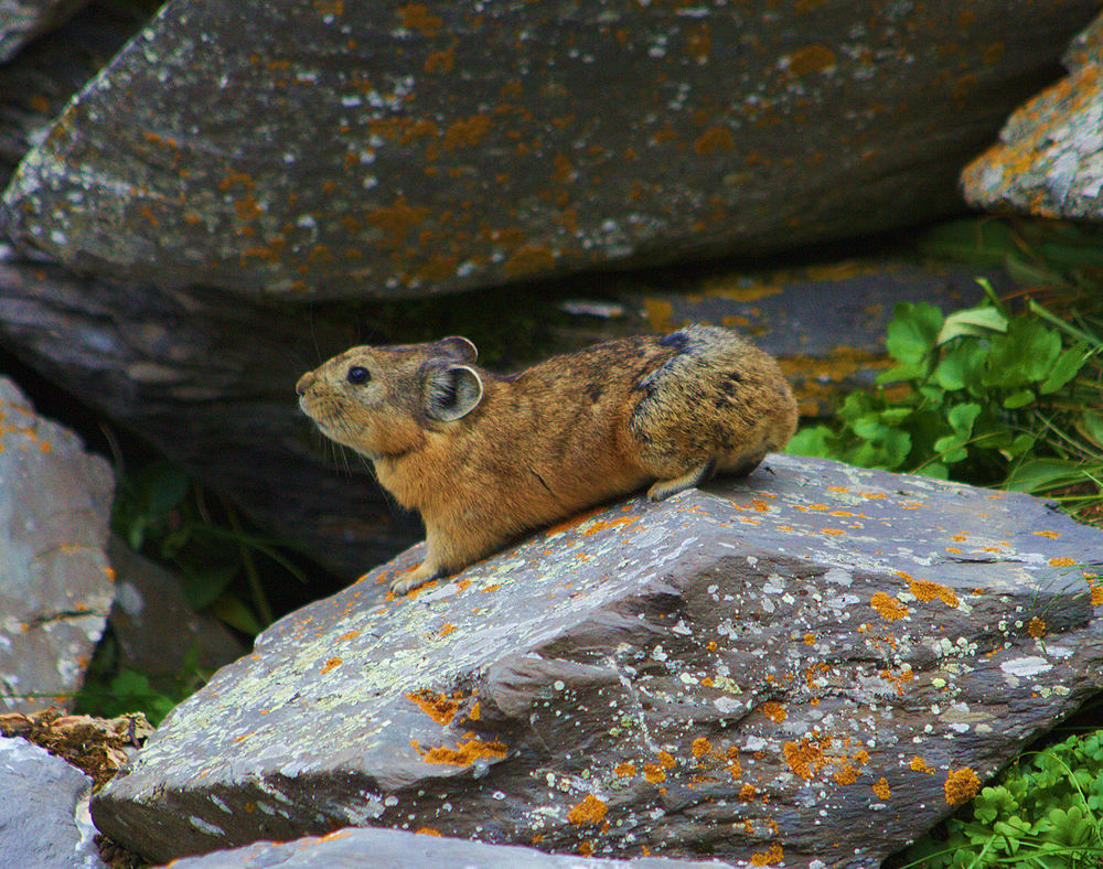 The average adult weight of a Alpine pika is 150 grams (0.33 lbs)