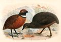 Odontophorus erythrops parambae & Crypturellus berlepschi 1897.jpg