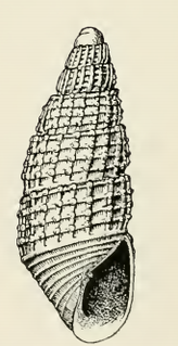 <i>Odostomia excelsa</i> species of mollusc