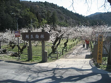 越生町の有名地