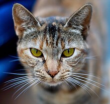 Olhos de um gato-3.jpg