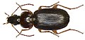 Olisthopus rotundatus (Paykull, 1798) (2917564081).jpg