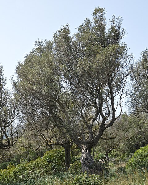 File:Olive (Olea europaea) - Pollença, Spain 2022-04-15 (01).jpg
