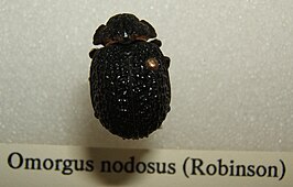 Omorgus nodosus