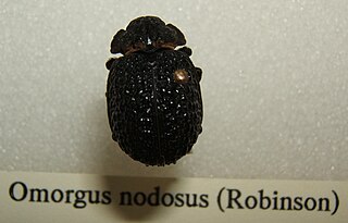 <i>Omorgus nodosus</i> Species of beetle
