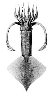 <i>Onychoteuthis</i> Genus of squids