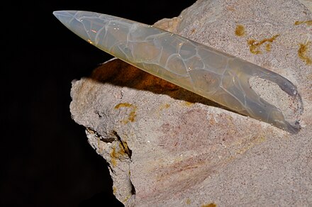 Opalized Peratobelus guard from the Early Cretaceous