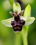 Ophrys × olbiensis