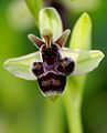 Ophrys × olbiensis Portugal - Algarve