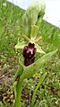 Ophrys sphegodes Germany - Iffezheim