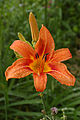 * Nomination Daylily in the rain. -- Ram-Man 11:52, 3 July 2007 (UTC) * Promotion Just fine; the version with flash is sharper, but otherwise not better than this one. -- MJJR 19:28, 6 July 2007 (UTC)