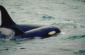 Killer whale - Wikipedia