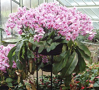 Part of the "Tropical Extravaganza" for Kew's 250th anniversary in 2009 Orchid flowers and pitchers at Kew - geograph.org.uk - 1156285.jpg