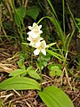 Galearis fauriei Fukushima pref., Japan