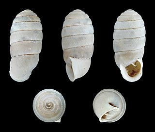 <i>Orculella</i> genus of Gastropoda