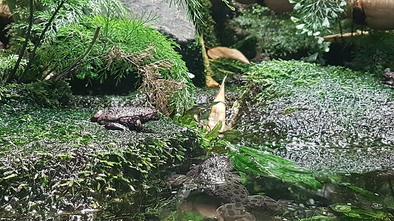 File:Oriental fire-bellied toad (Bombina orientalis).jpg