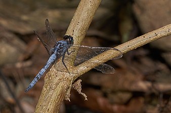 Blue Marsh Hawk Orthetrum glaucum Male