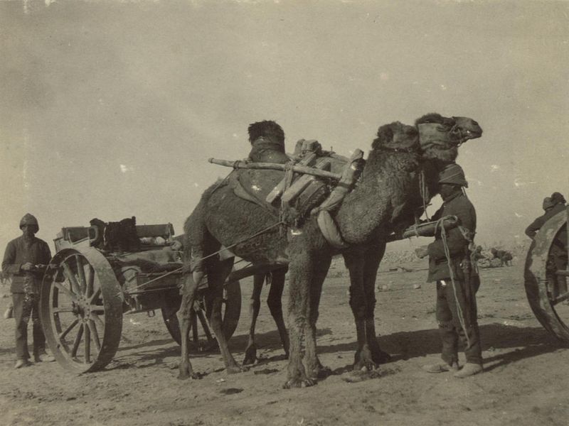 File:Ottomon Army camel transport, 1915.JPG