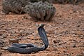Ouraeus Snake - @Habitat.jpg