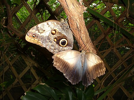 Tập_tin:Owl_Butterfly_Two.JPG