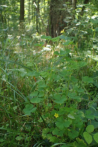 File:Oxalis stricta kz1.jpg