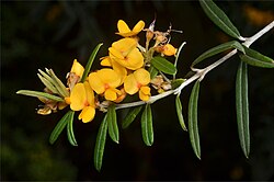 Oxylobium arborescens.jpg