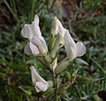 inflorescence, Finland