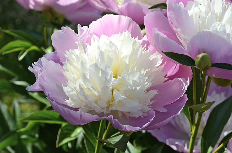 File:Pörtschach Winklern 10.-Oktober-Straße 67 Paeonia lactiflora 24052014 2076.jpg