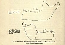 The Moulin Quignon mandible (above) compared to a neanderthal mandible (below) P.104-fig.19-Palaeolithic Man and Terramara Settlements in Europe.jpg