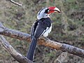 Nashornvogel Decken-Toko, Tansania, Lake-Manyara-Nationalpark 2014