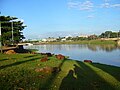 Português: Capivaras na margem das águas da represa de São José do Rio Preto.