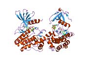 1u54: ساختارهای کریستالی دامنه‌های کیناز فسفریله و فسفریله نشده تیروزین کیناز مرتبط با CDC42 ACK1 متصل به AMP-PCP