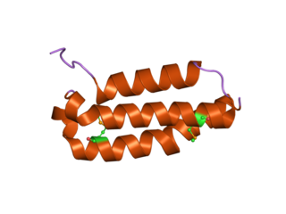 <span class="mw-page-title-main">RAMP1</span> Protein-coding gene in the species Homo sapiens