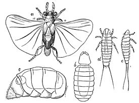 Stylops sp. (a — самец, b — самка, d, e — личинки-триунгулины)