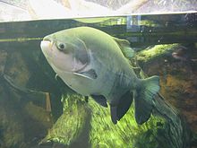 Specimen at the Shedd Aquarium Pacu shedd.jpg