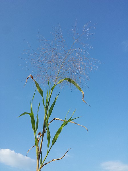 File:Panicum capillare sl4.jpg