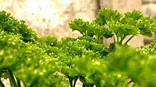 Parsley leaves Parsley100.jpg